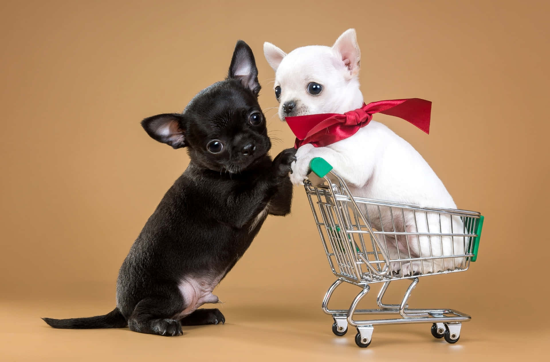 Casalde Cachorros Chihuahua Bebês Preto E Branco. Papel de Parede