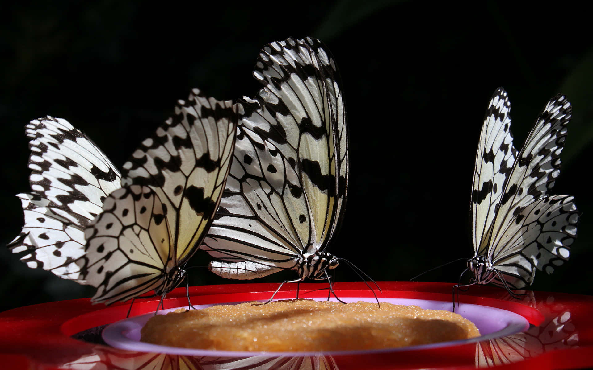 Black White Butterflies Feeding Wallpaper