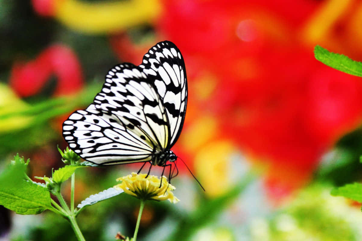 Black White Butterfly Floral Backdrop.jpg Wallpaper