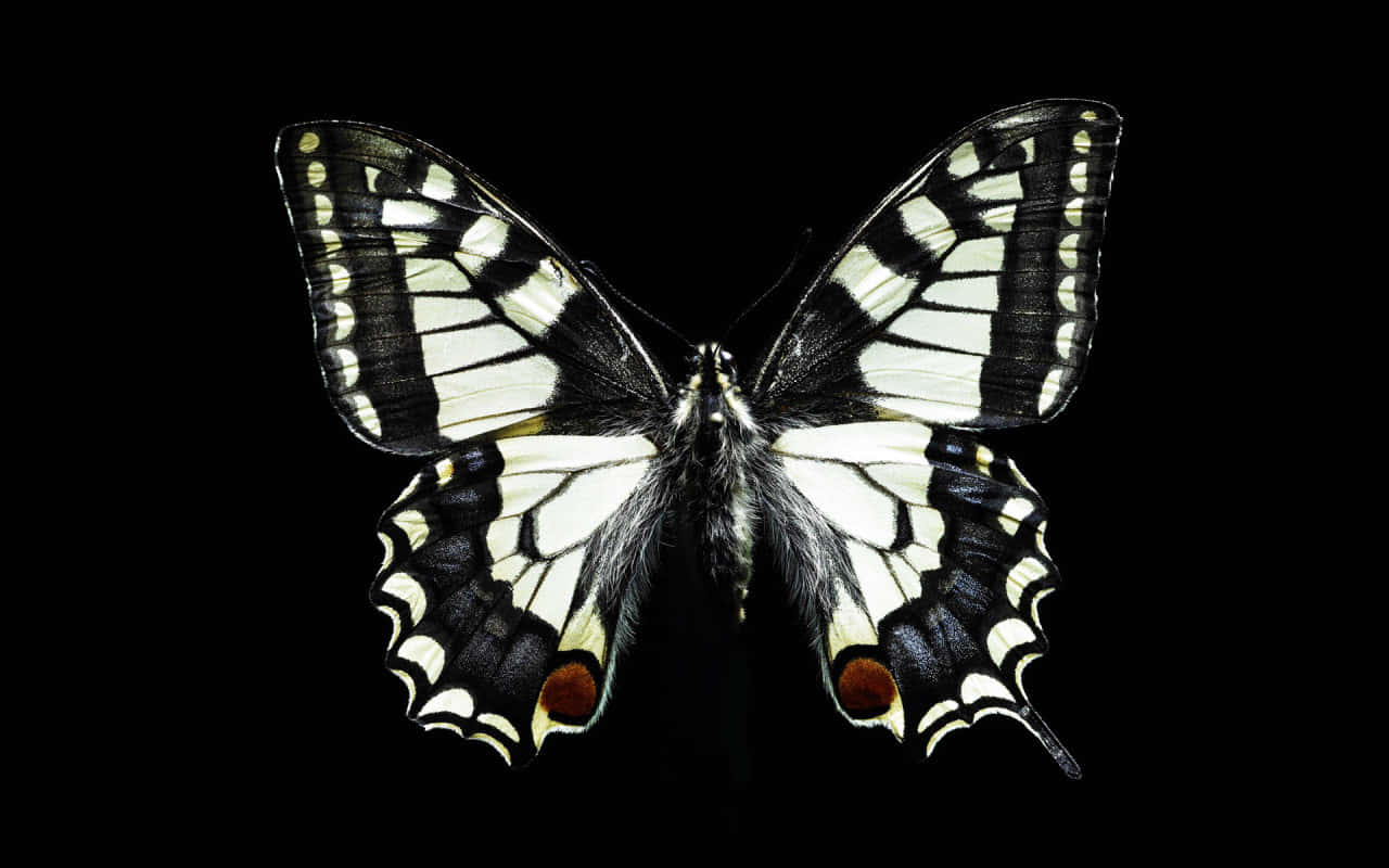 Black White Butterflyon Dark Background.jpg Wallpaper