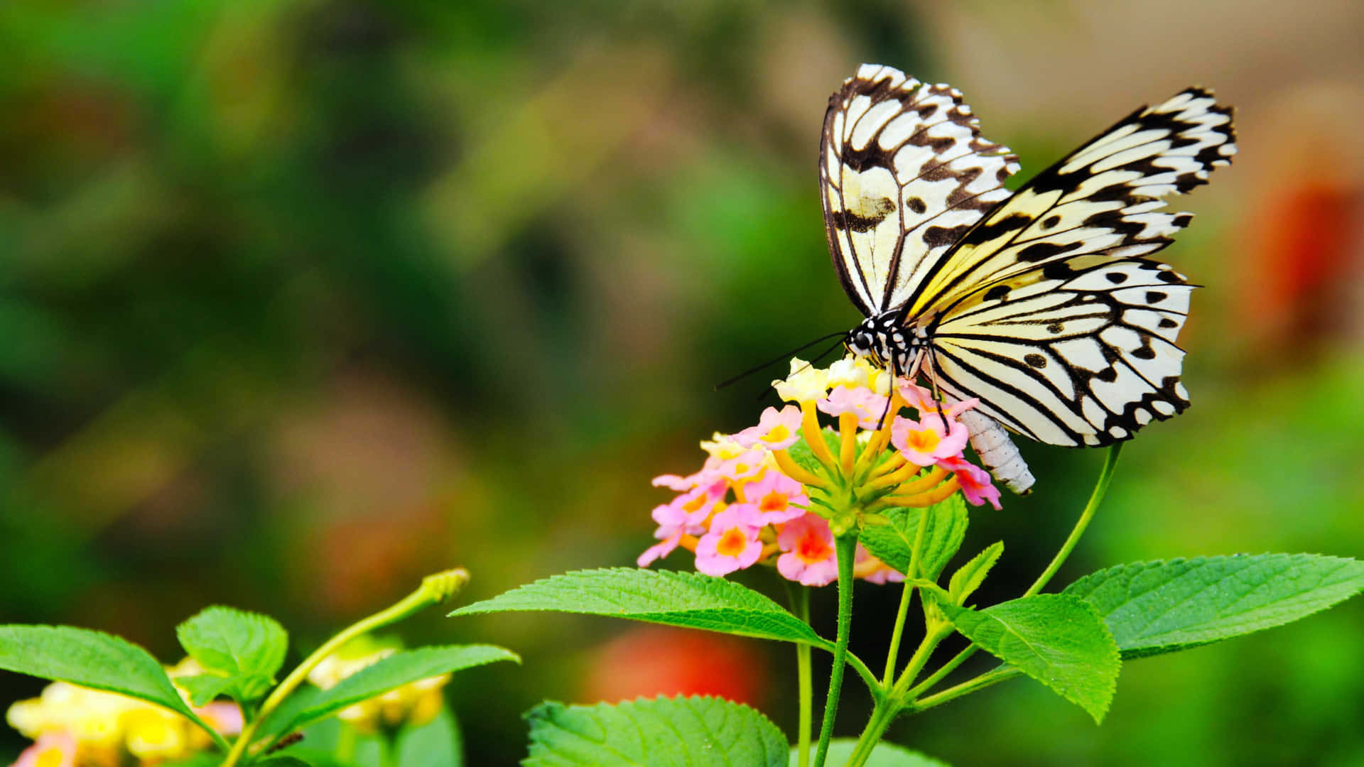 Black White Butterflyon Flower.jpg Wallpaper