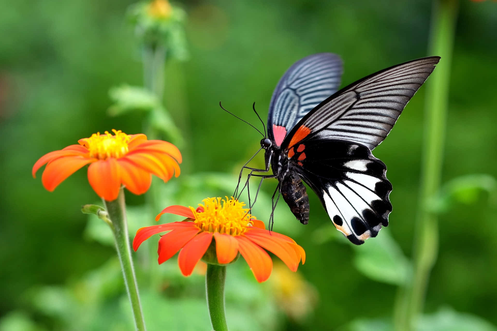 Black White Butterflyon Orange Flowers.jpg Wallpaper