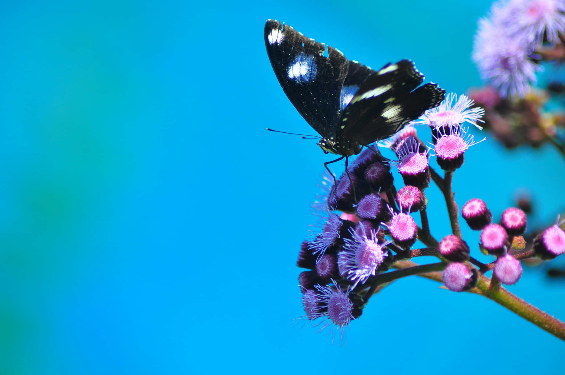 Black White Butterflyon Purple Flowers.jpg Wallpaper