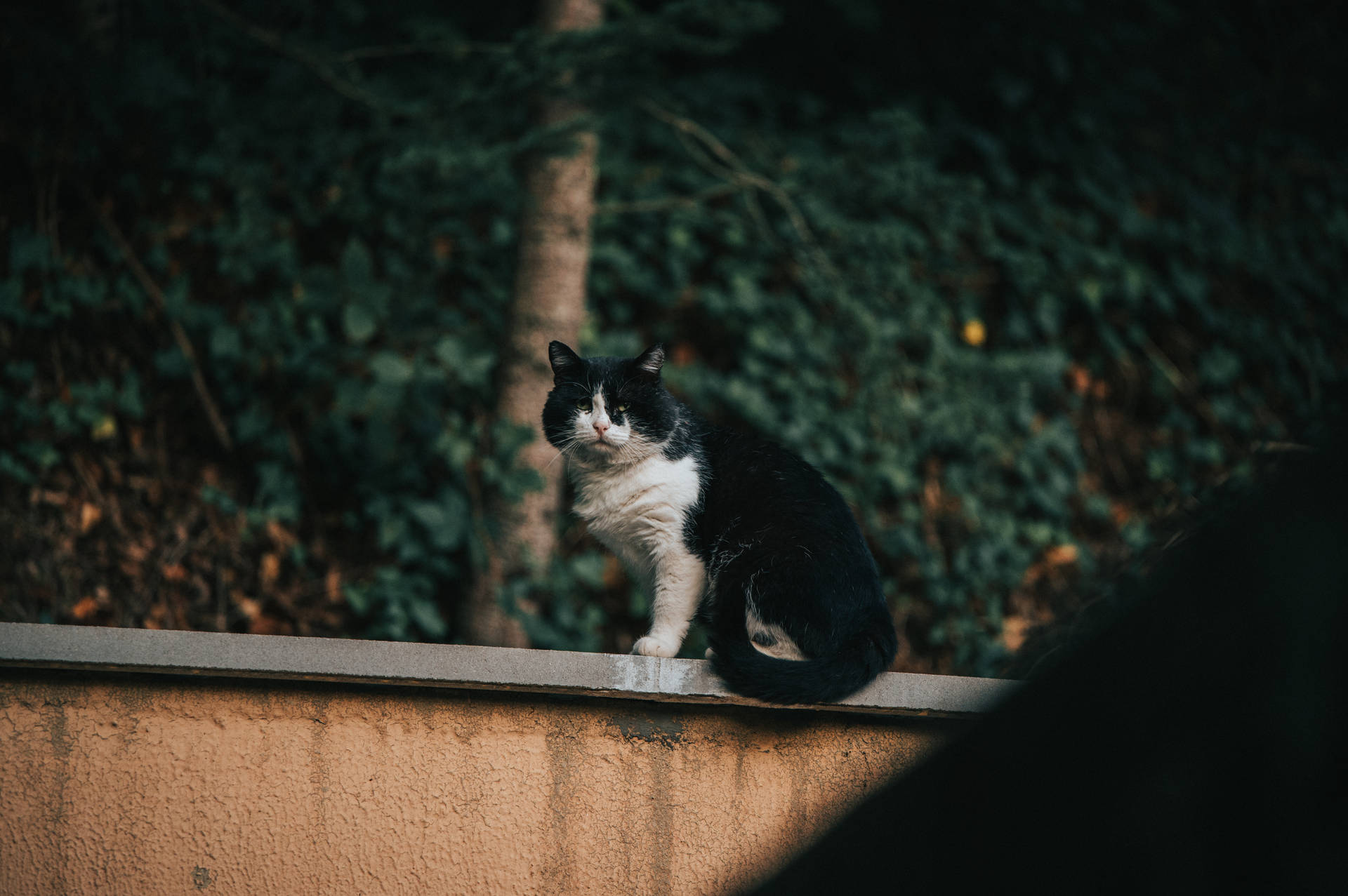 Black White Cat On Fence