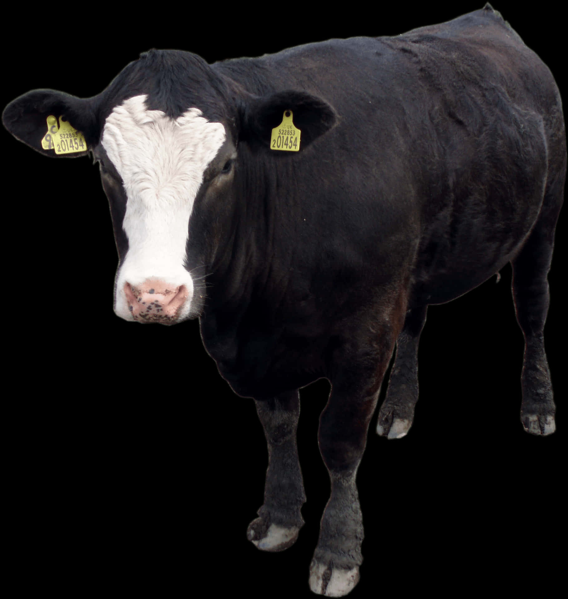 Black White Cow Isolatedon Black PNG
