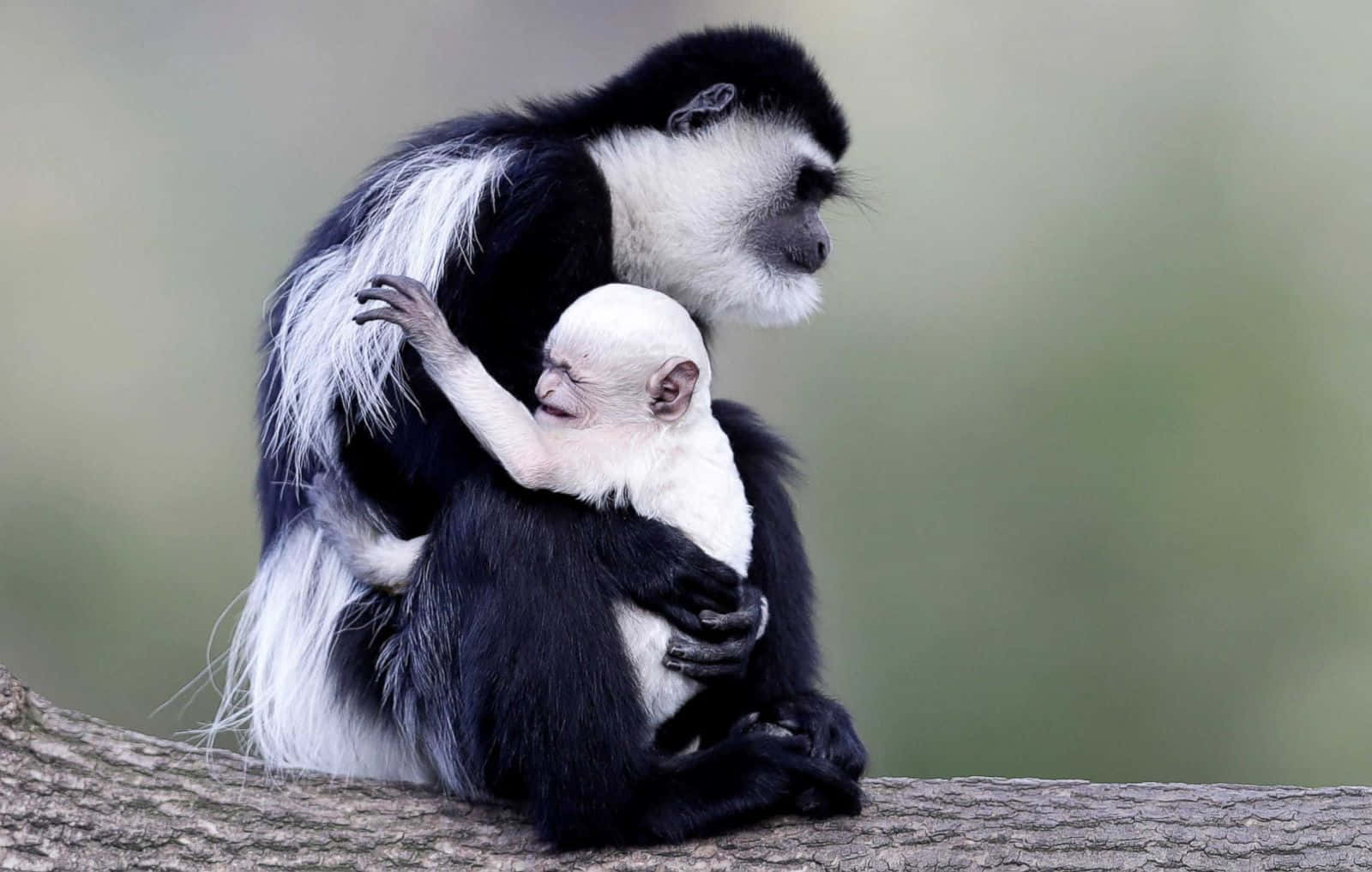 Black&White Cute Monkey Photo Wallpaper