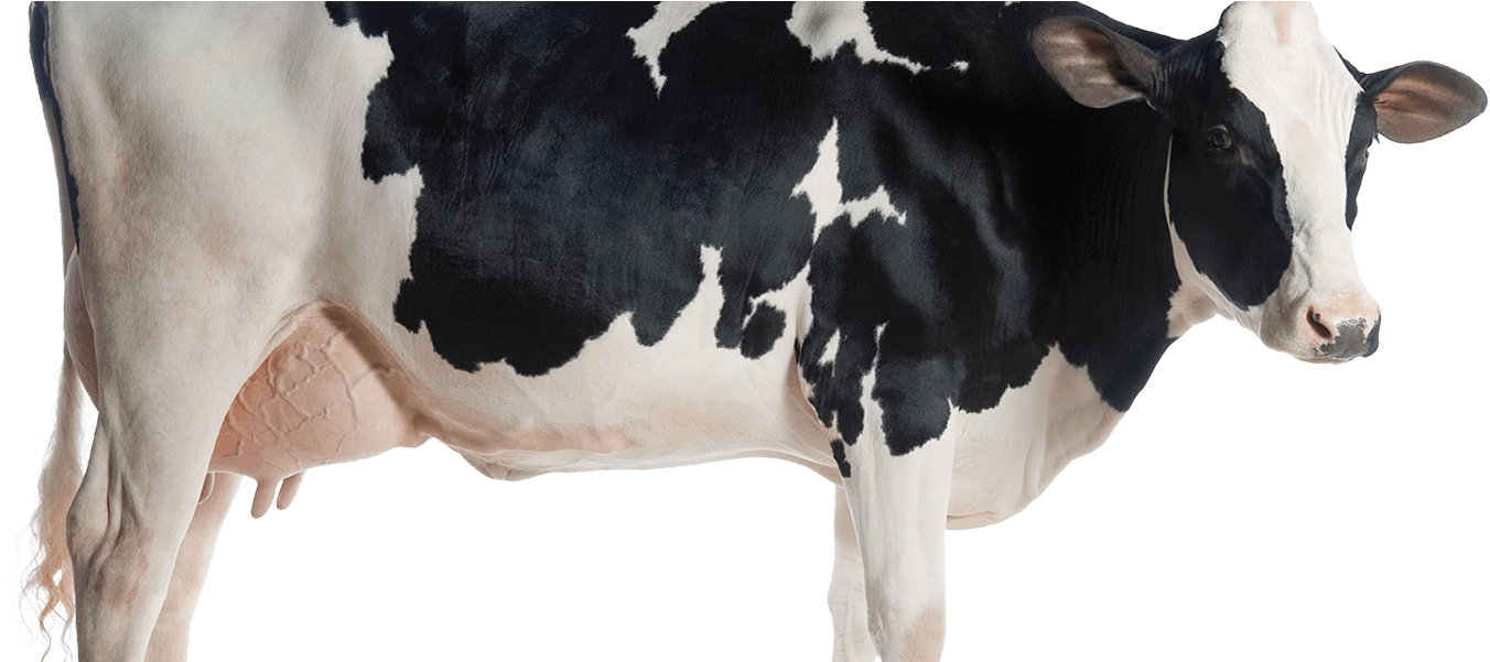 Black White Dairy Cow Side View PNG