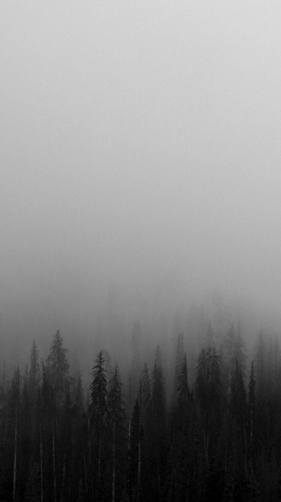 Download Black White Iphone Foggy Forest Wallpaper 