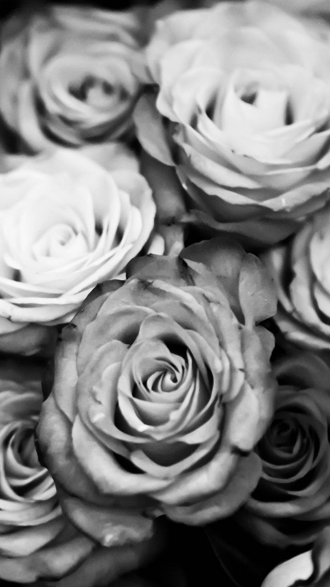 Black White Iphone Roses