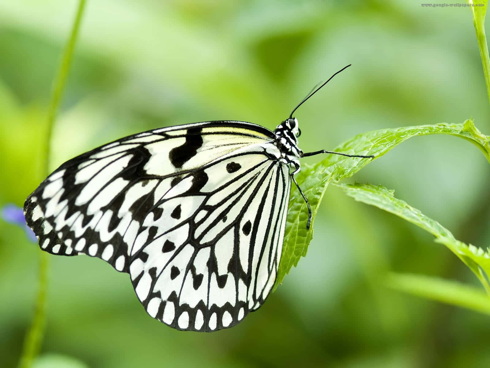 Black White Patterned Butterflyon Leaf.jpg Wallpaper