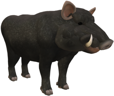 Black Wild Boar3 D Model PNG