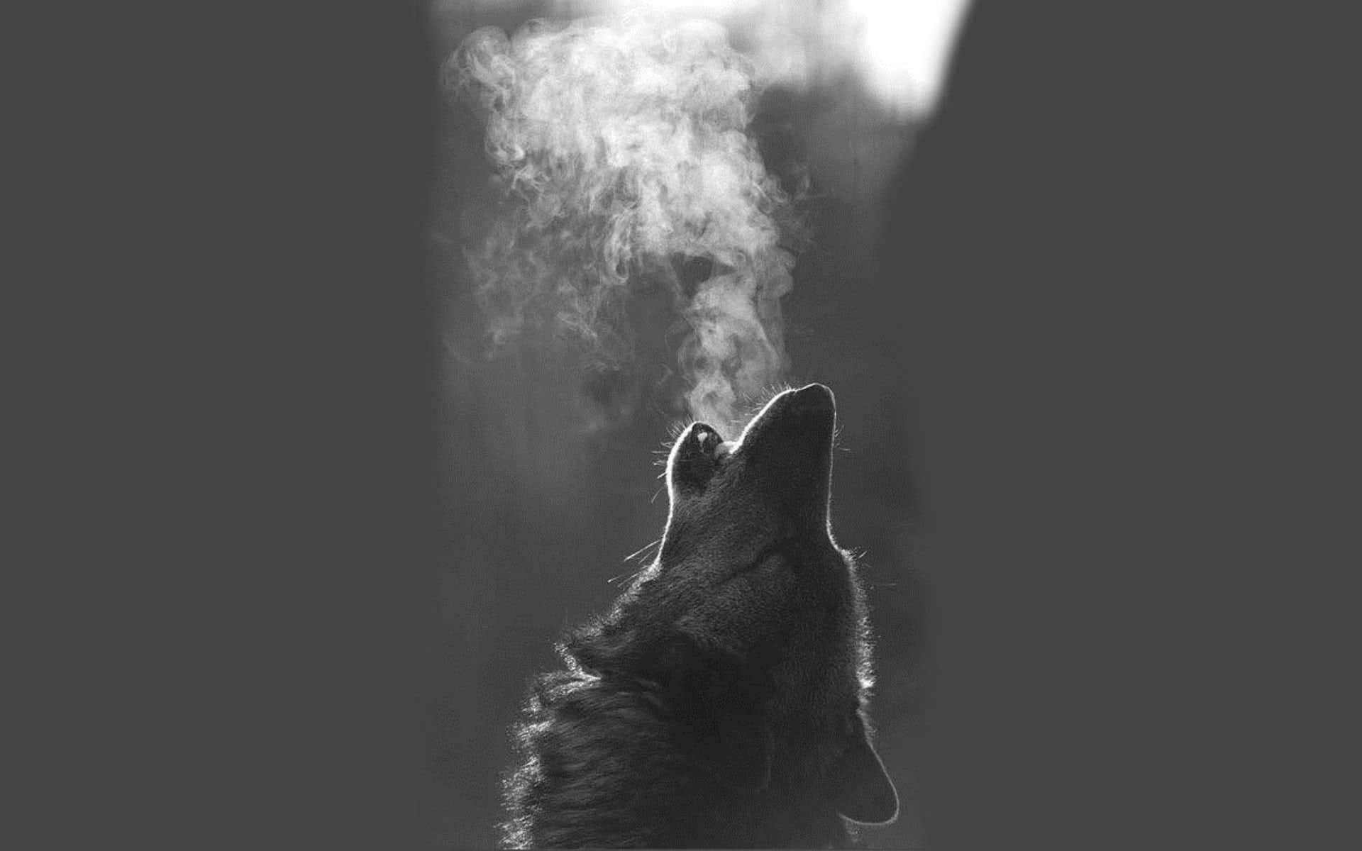 Einschwarzer Wolf, Der Vor Einem Atemberaubenden Abendhimmel Heult.
