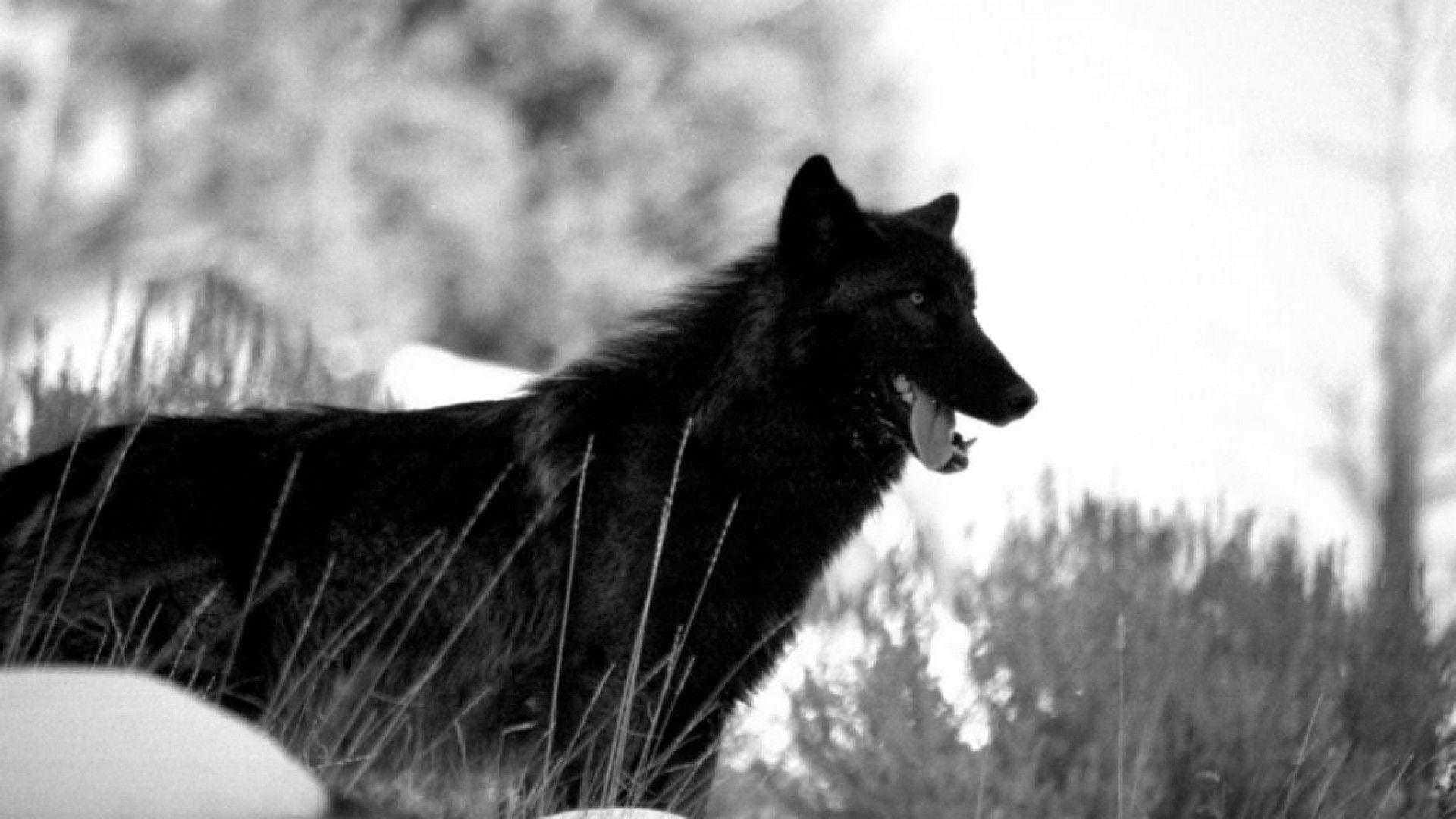 "The Wild Call of The Black Wolf"