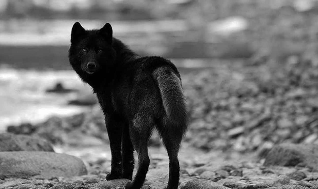 Bedrohlicher,schwarzer Wolf Majestätisch Durch Den Wald Streifend.