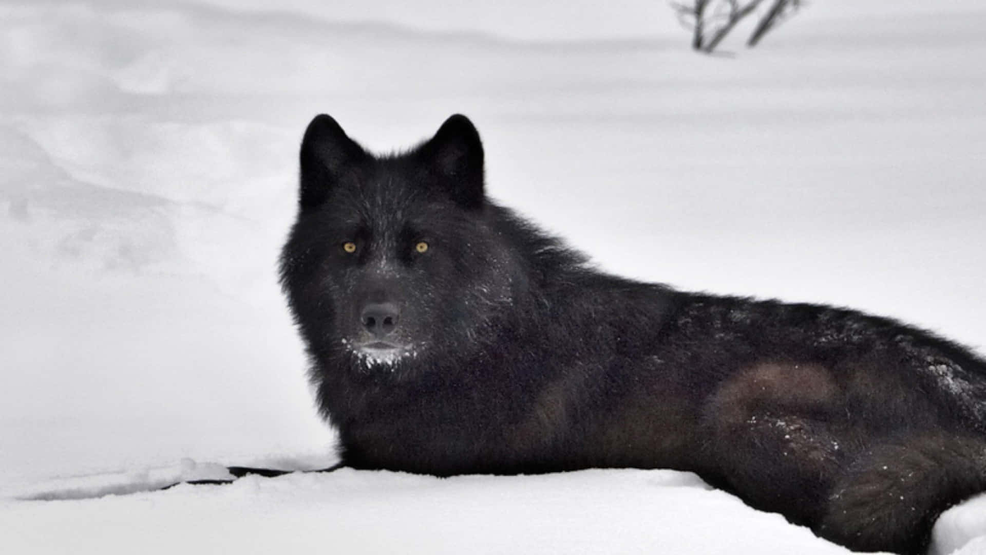 "A mysterious black wolf standing tall in the snow-covered woods."