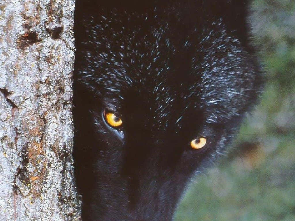 Bristle with Energy - a Black Wolf gets ready for a hunt