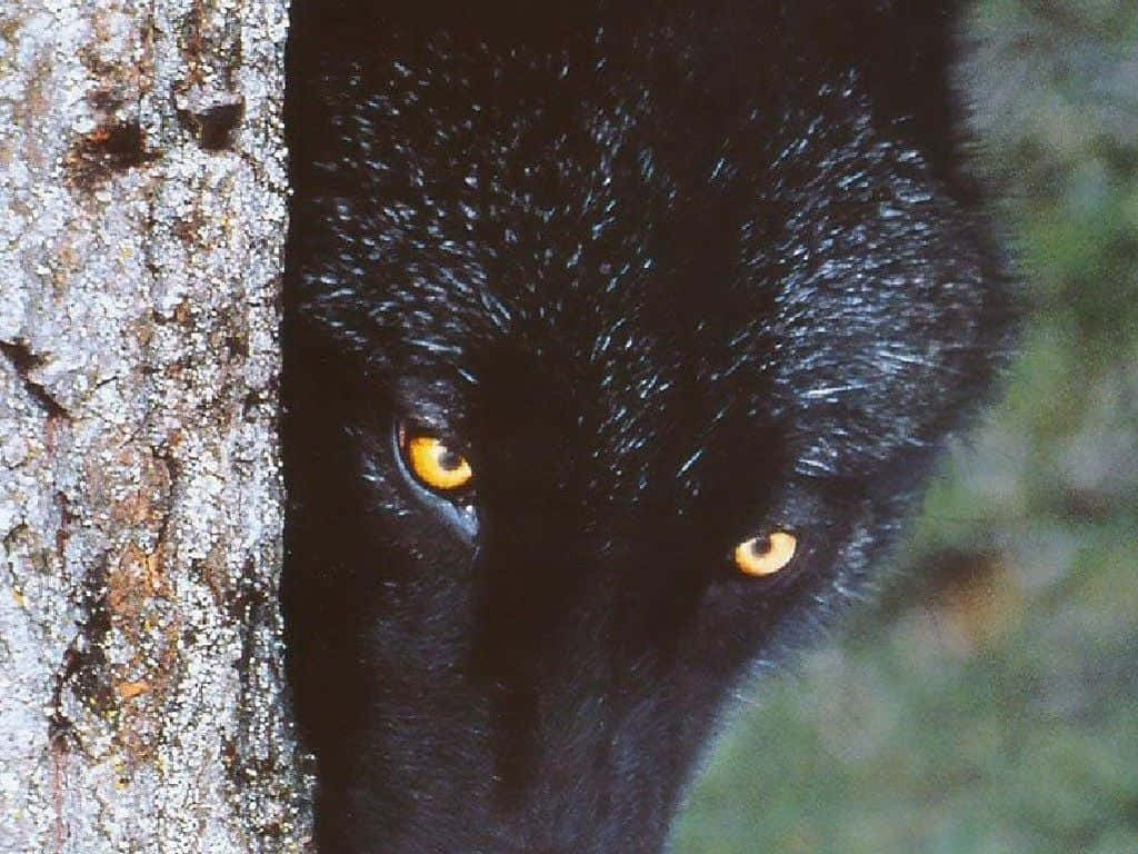 Mitenergie Geladen - Ein Schwarzer Wolf Bereitet Sich Auf Die Jagd Vor.