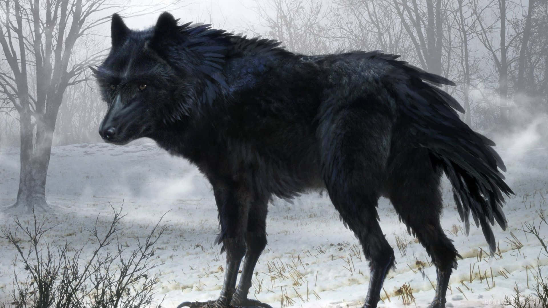 Miradadel Lobo Negro