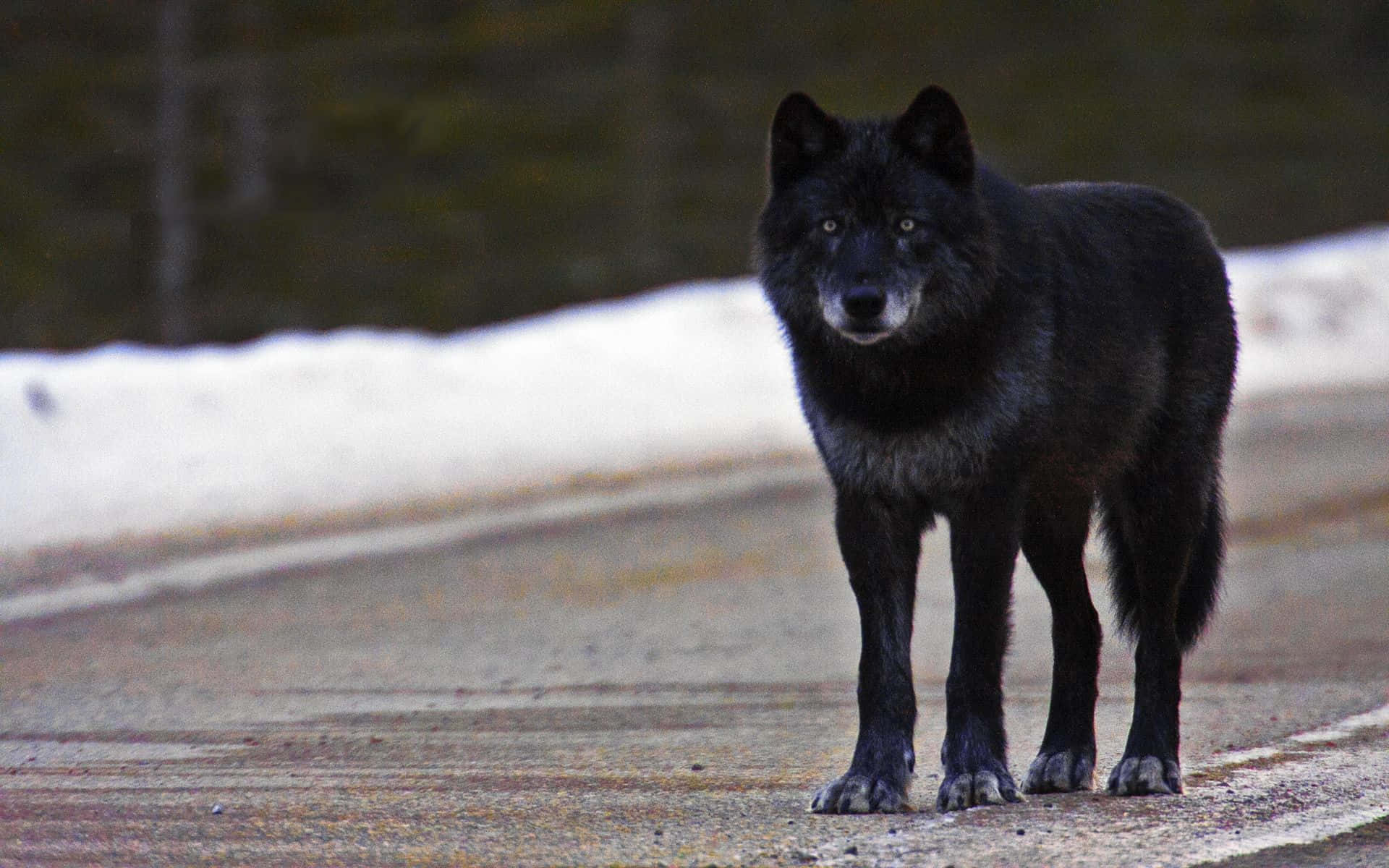 Eineinsamer Schwarzer Wolf Blickt In Die Nacht.