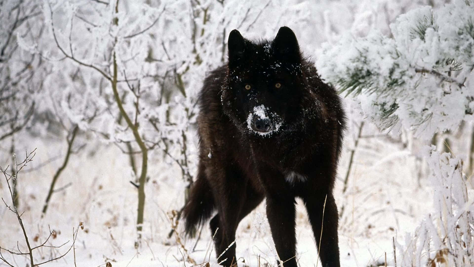 Einschwarzer Wolf Steht Im Schnee.