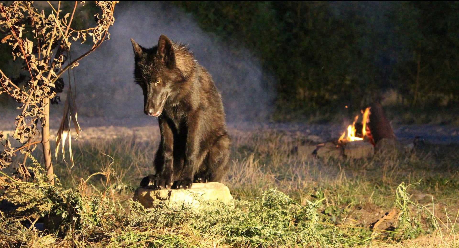 A lone Black Wolf stands brilliantly in a majestic moonlight