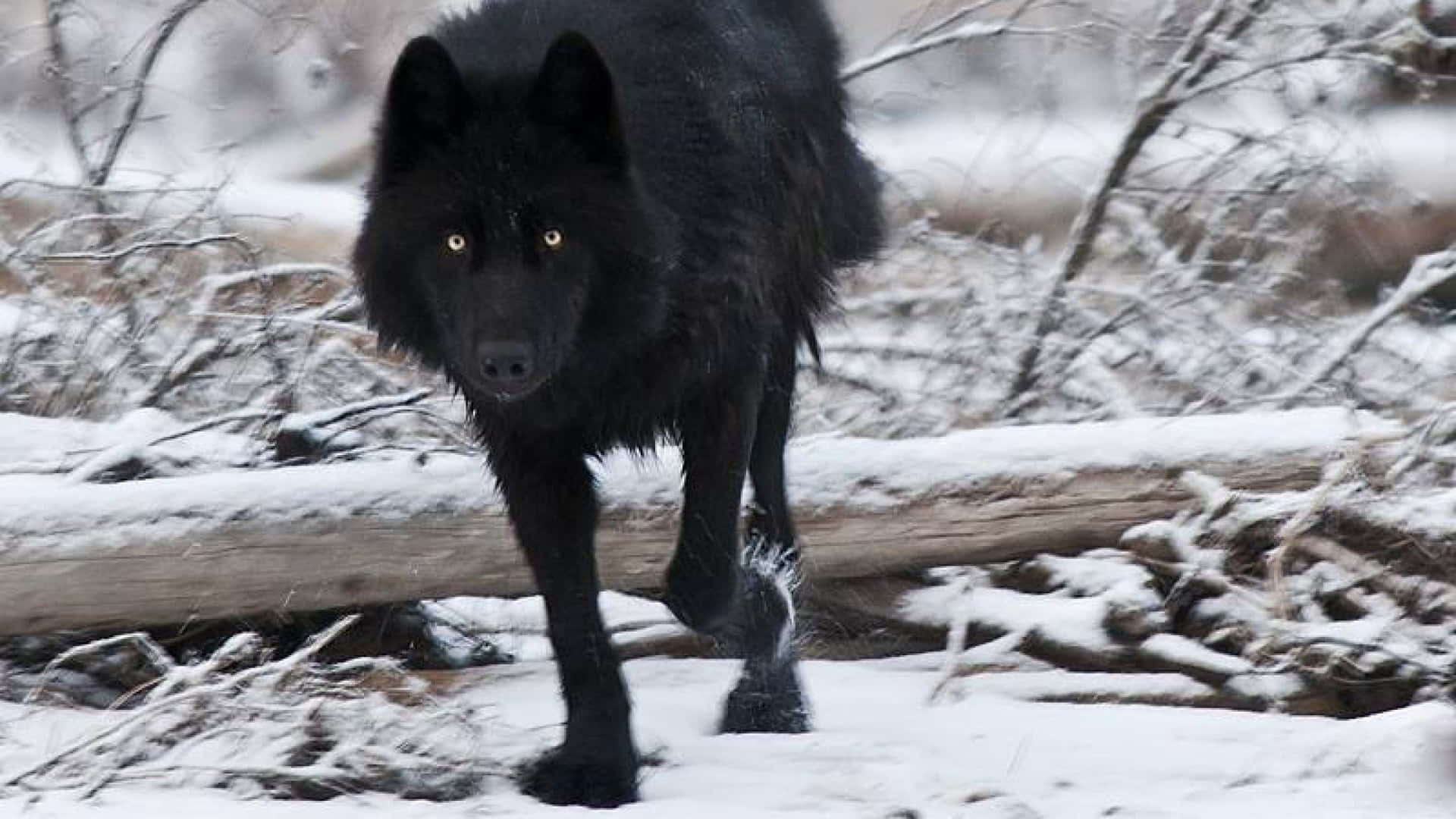 Deep in the shadows of the night, a solitary black wolf peers from the darkness.