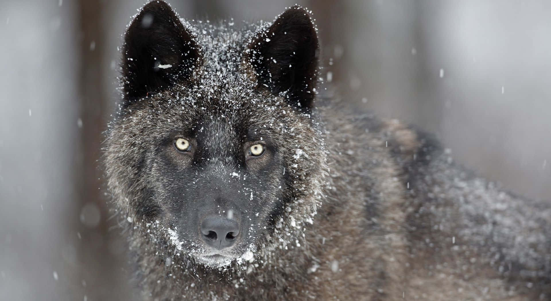 An intense image of a black wolf standing in the wilderness