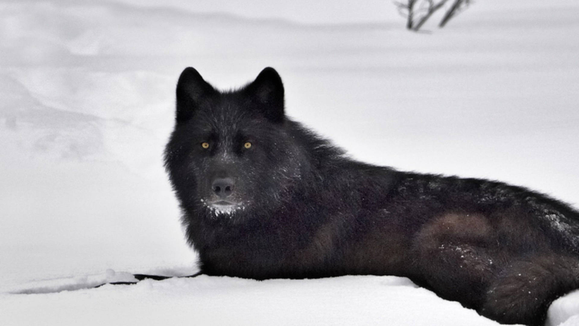 Black Wolf In Snow Wallpaper