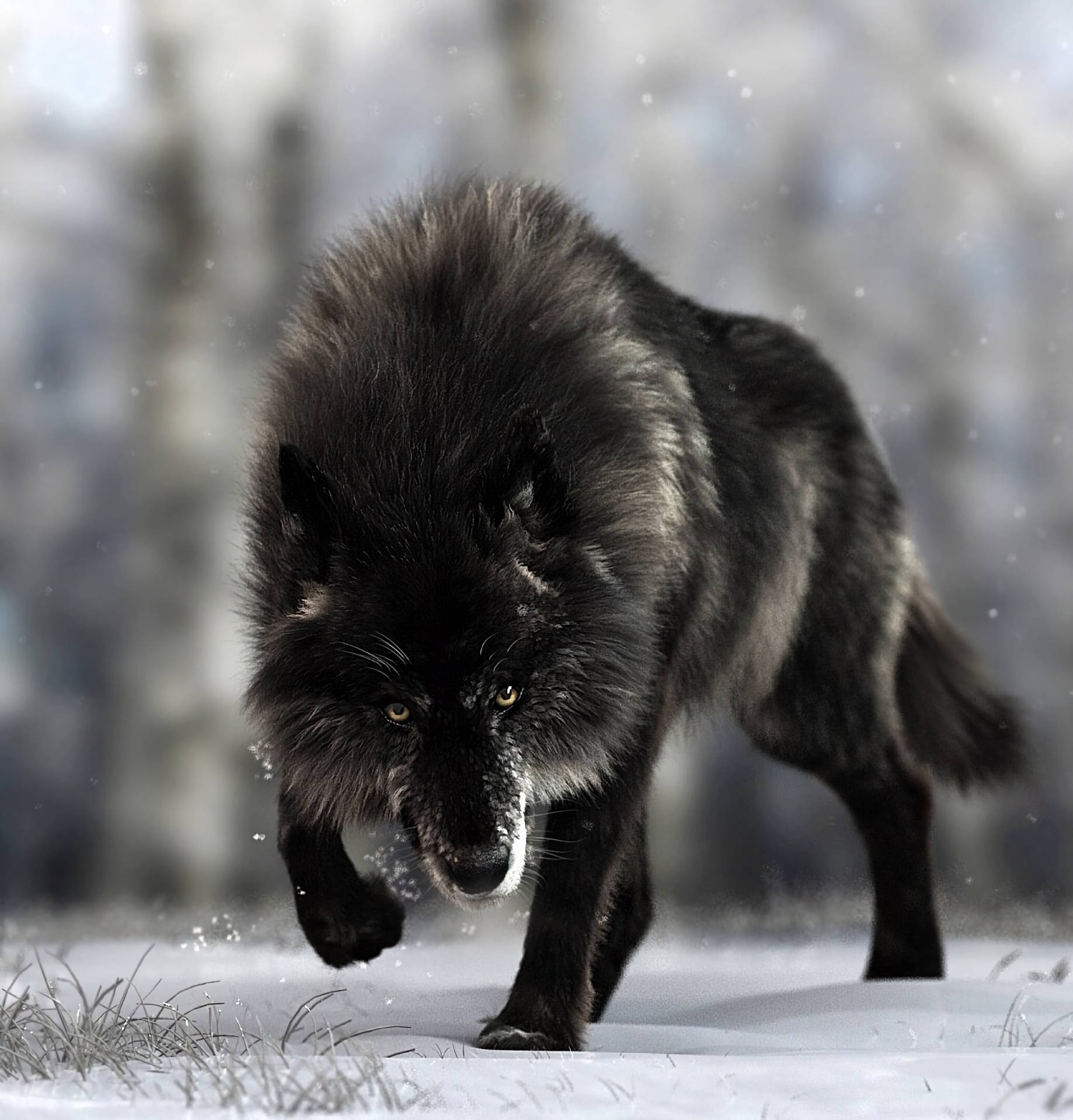 Black Wolf Of Forest Wallpaper