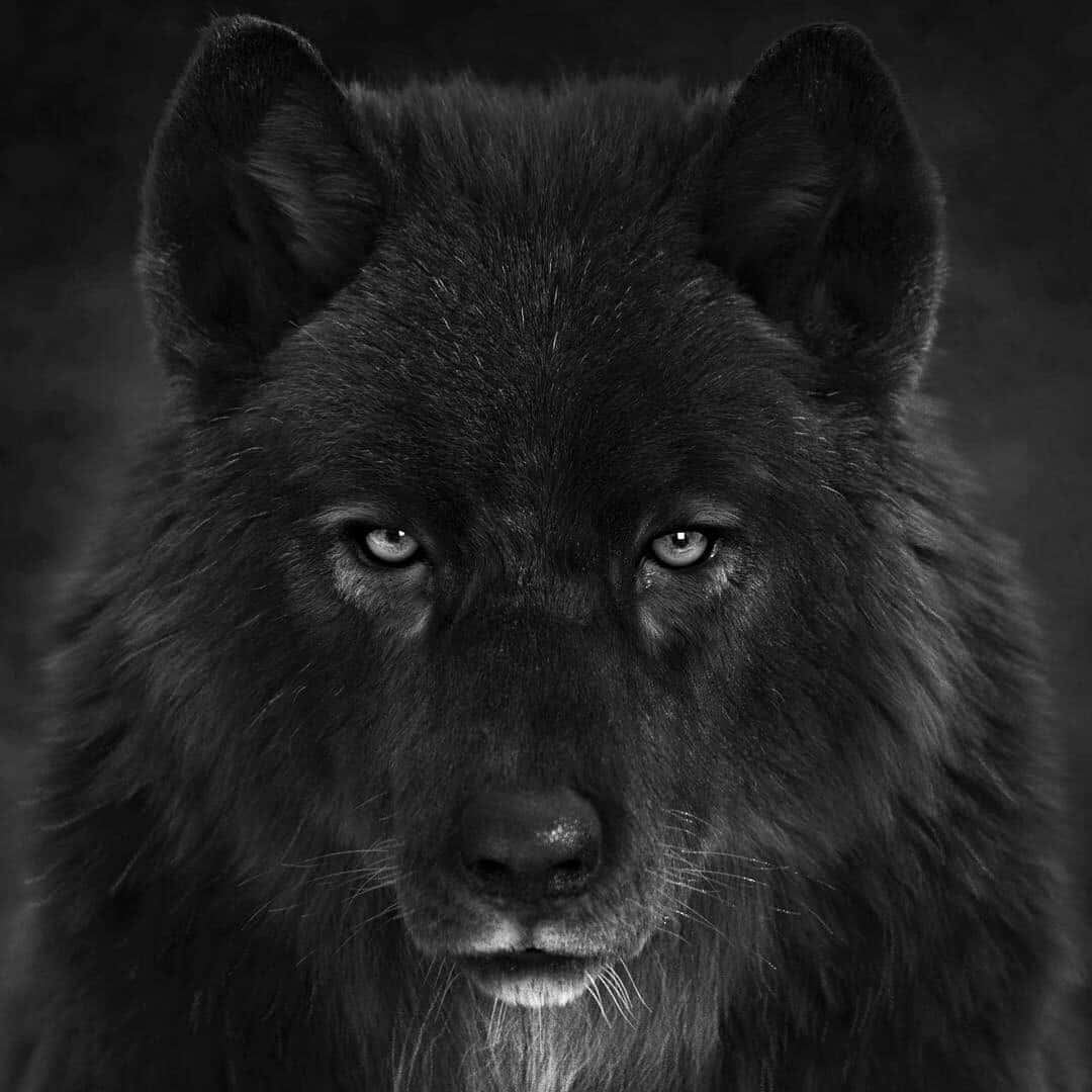 Untemible Lobo Negro Aullando Al Cielo Nocturno.