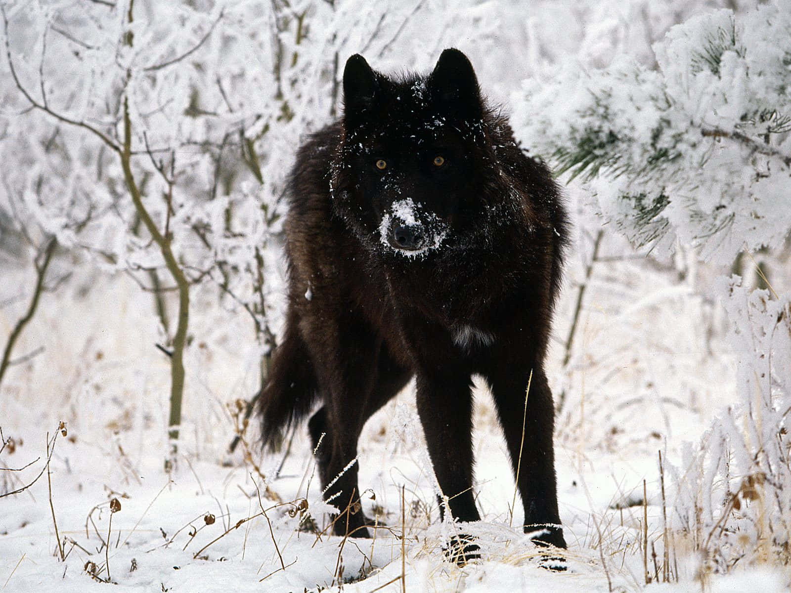 A black wolf stares directly into the camera
