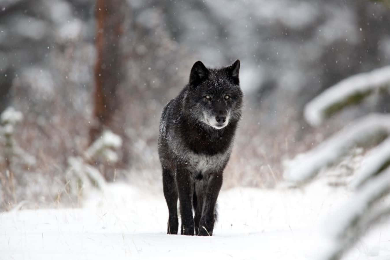 A Black Wolf Walking Through The Snow