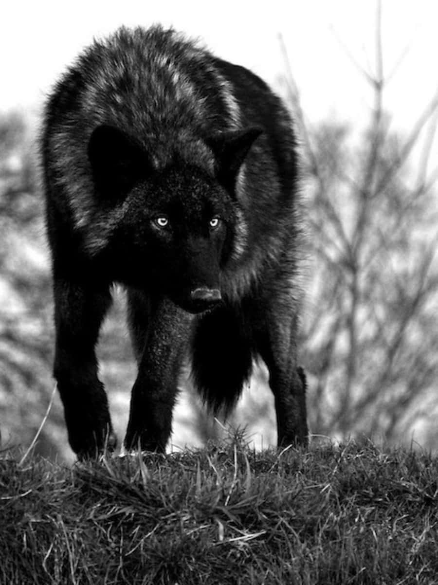 The Majestic Black Wolf