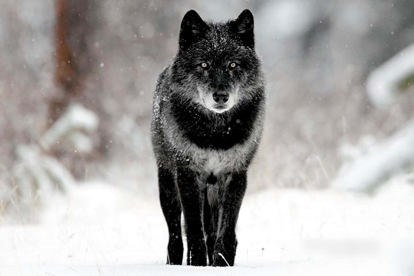 "Lonely yet powerful - the majestic Black Wolf"