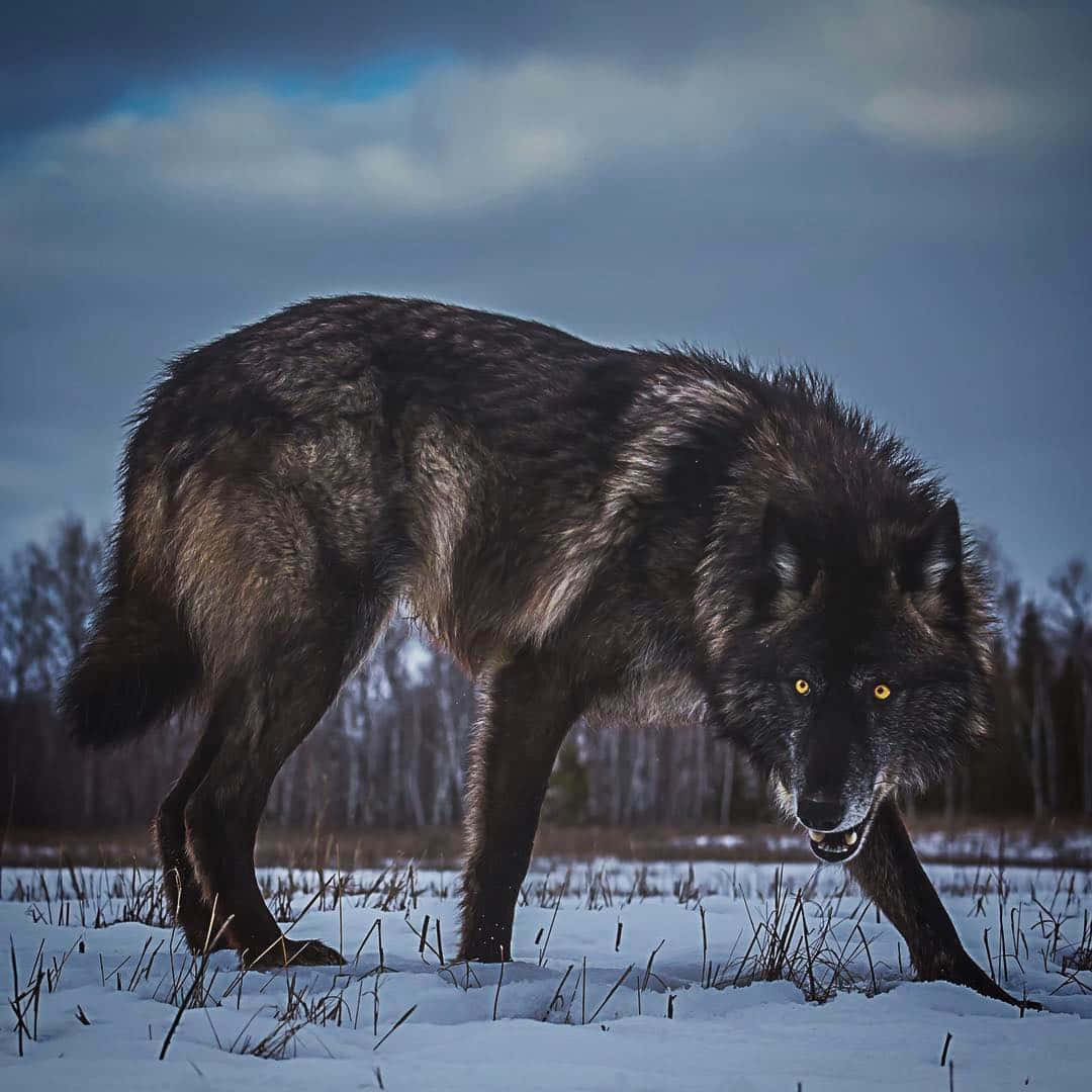 _The Majestic and Mysterious Black Wolf_