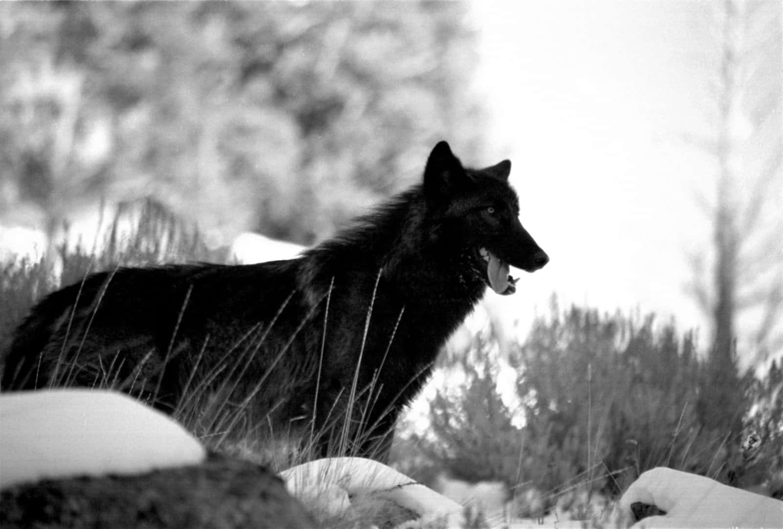 Majestic Black Wolf
