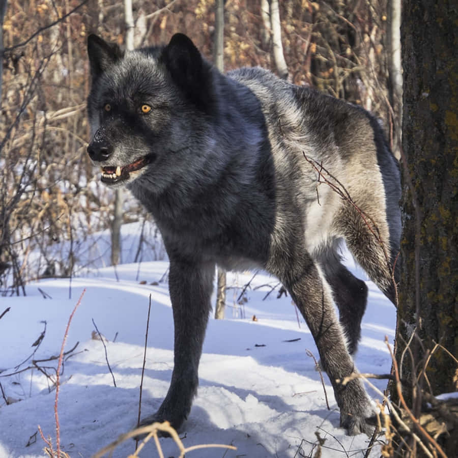A Black Wolf Suited for Any Adventure