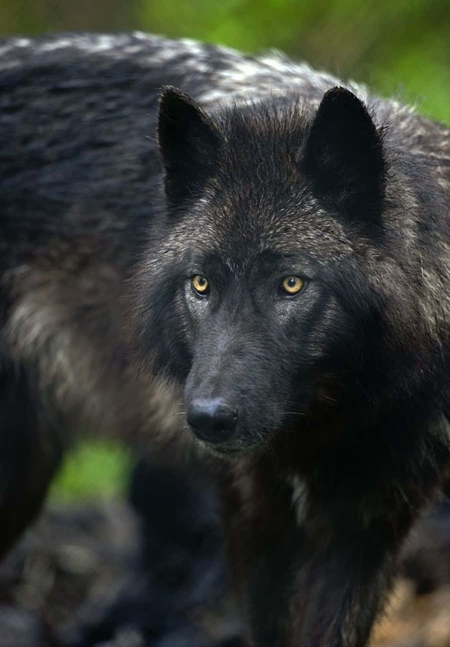 Umpoderoso Lobo Negro Observando Seu Domínio