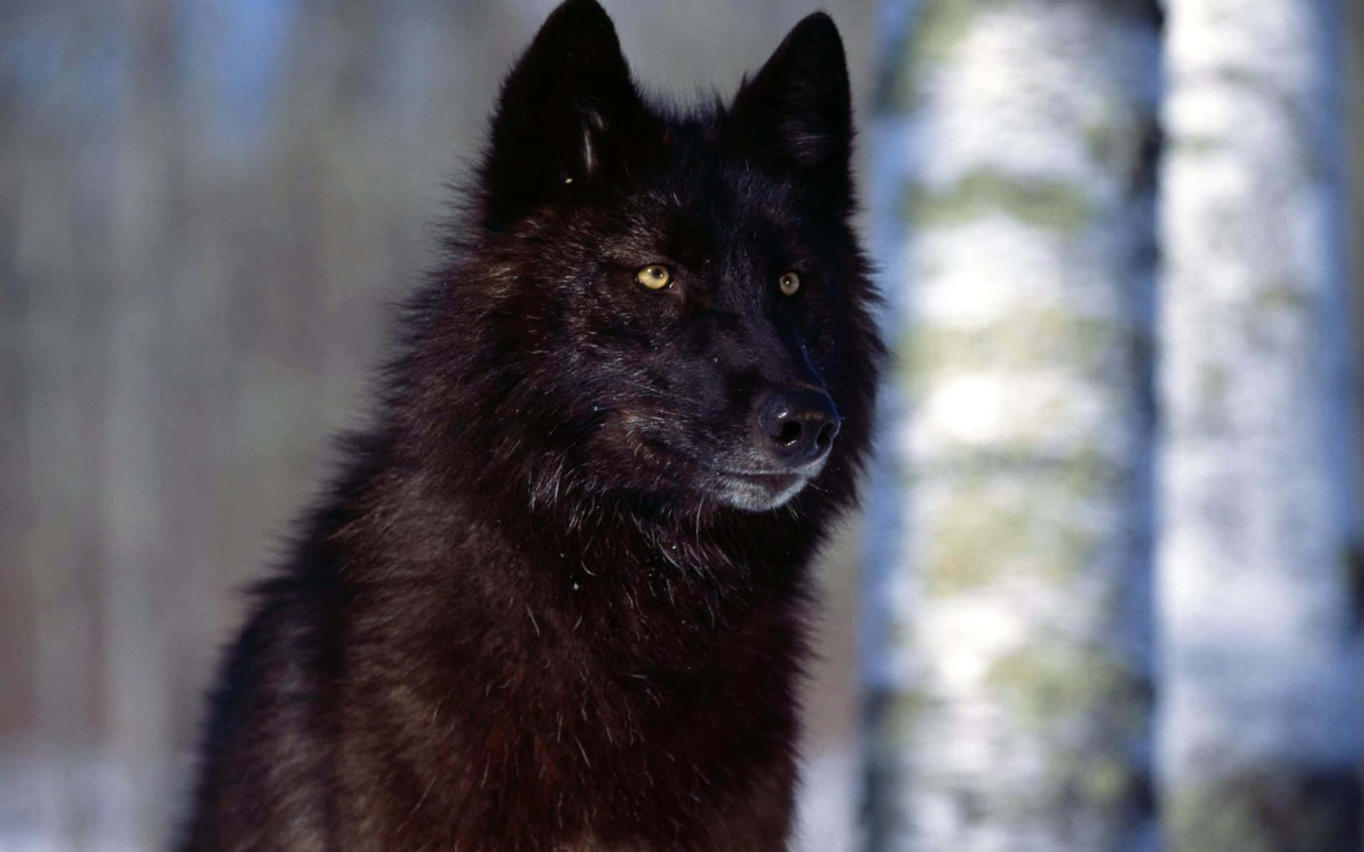 A lone black wolf stares ominously out in the wilderness.