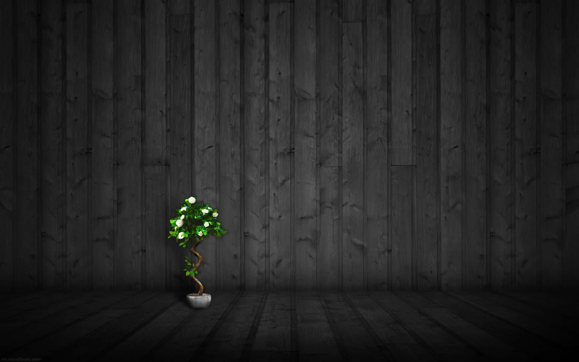 A Small Tree In A Wooden Room