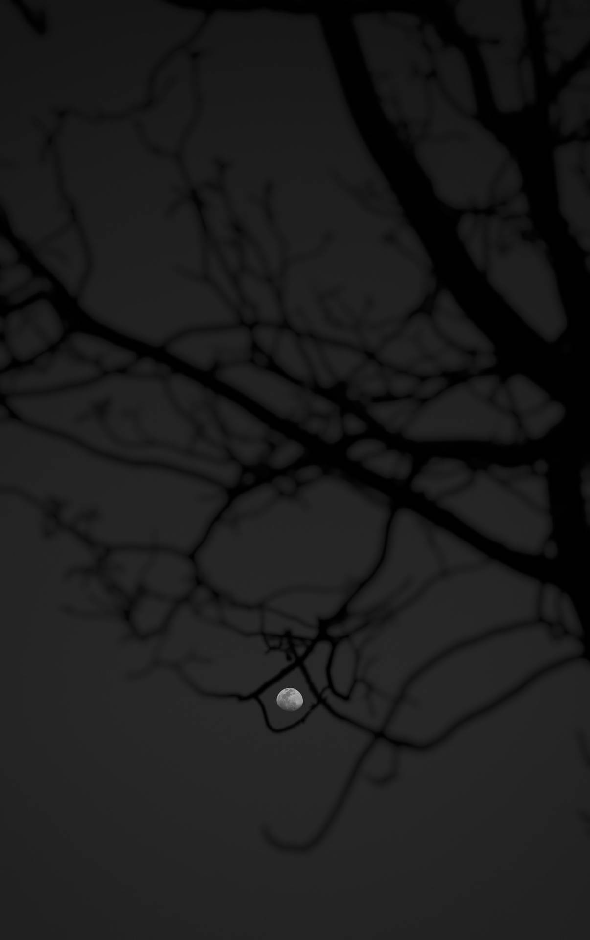 Black Woods And The Moon Wallpaper