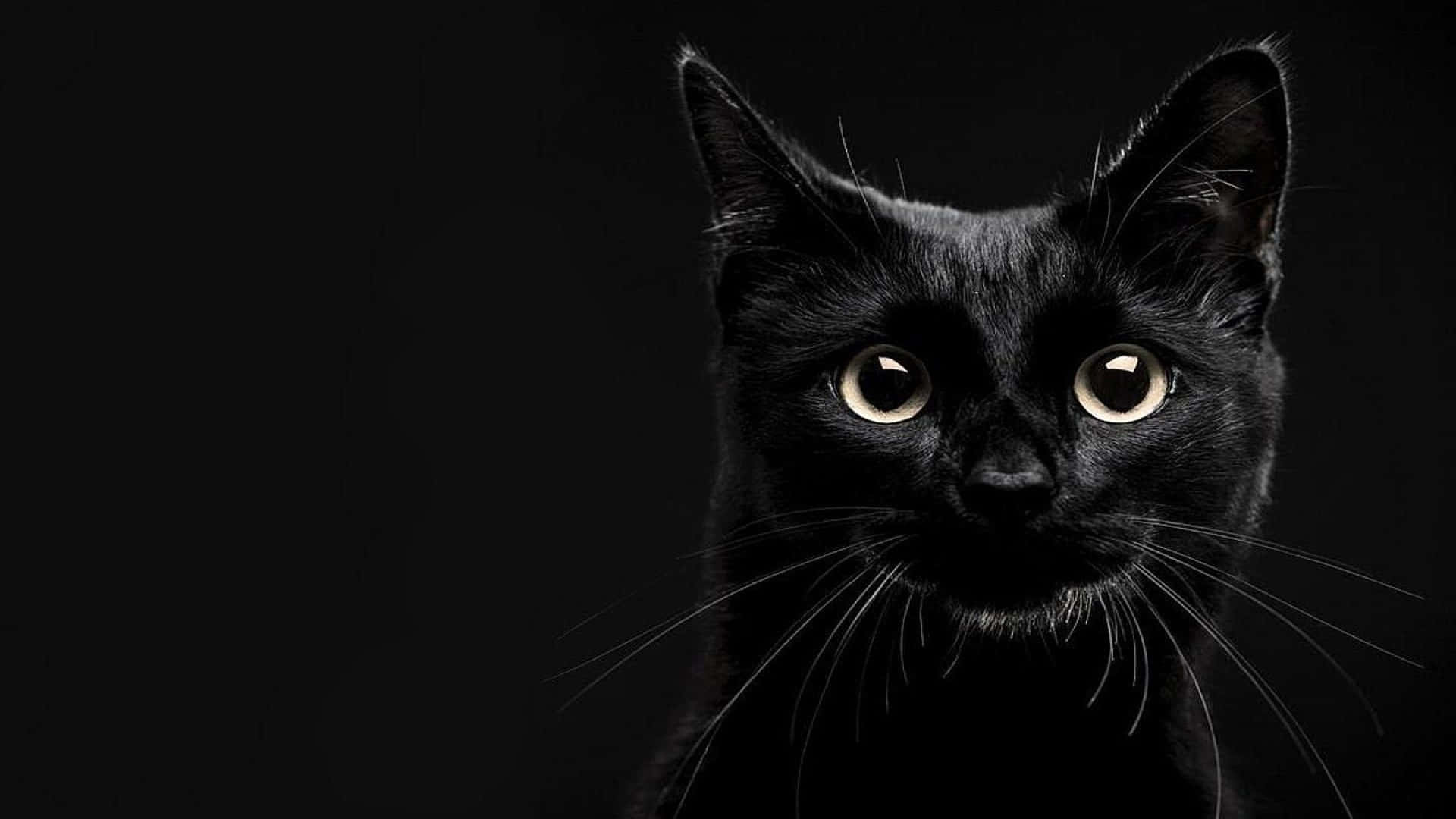 A Black Cat Is Staring At The Camera