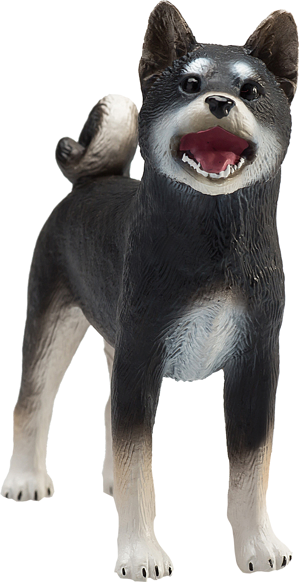 Blackand Tan Shiba Inu Model PNG