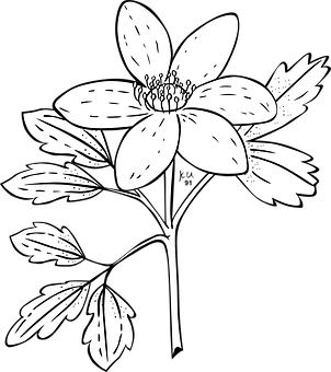 Blackand White Anemone Flower Illustration PNG