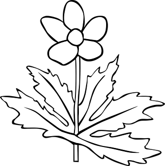 Blackand White Anemone Graphic PNG