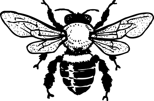 Blackand White Bee Illustration PNG