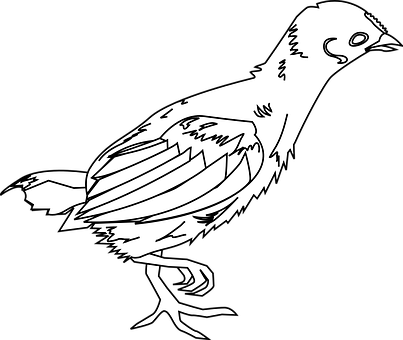 Blackand White Bird Illustration PNG