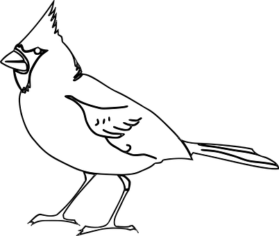 Blackand White Bird Illustration PNG