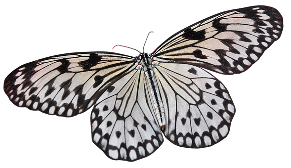 Blackand White Butterflyon Black Background.jpg PNG