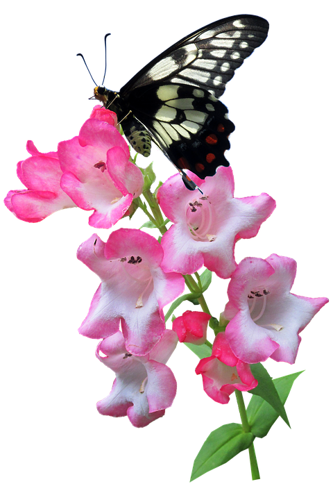 Blackand White Butterflyon Pink Flowers.png PNG